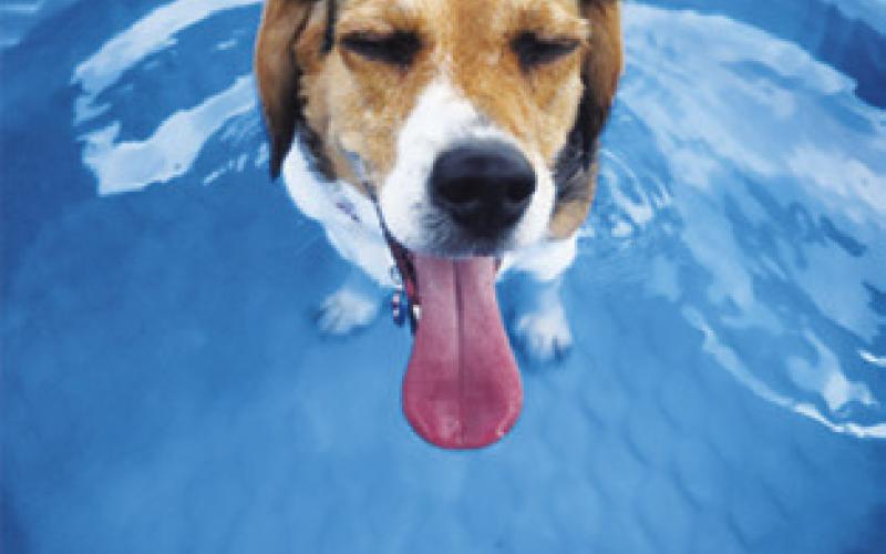 PETS ARE ALSO feeling the extreme heat across Burlson County. Since July 10, the county has seen 29 days with high temperatures of at least 100 degrees. -- Tribune photo by Denise Squier