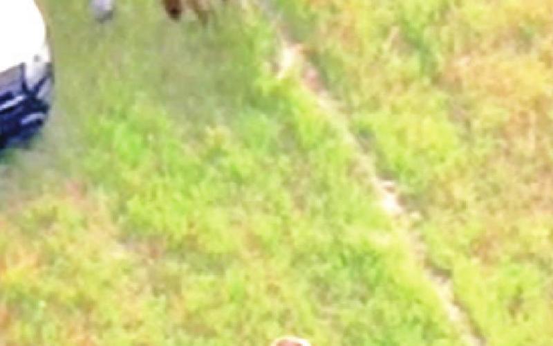 LAW OFFICER SURROUND Wangler as he surrenders in this pasture early Thursday.
