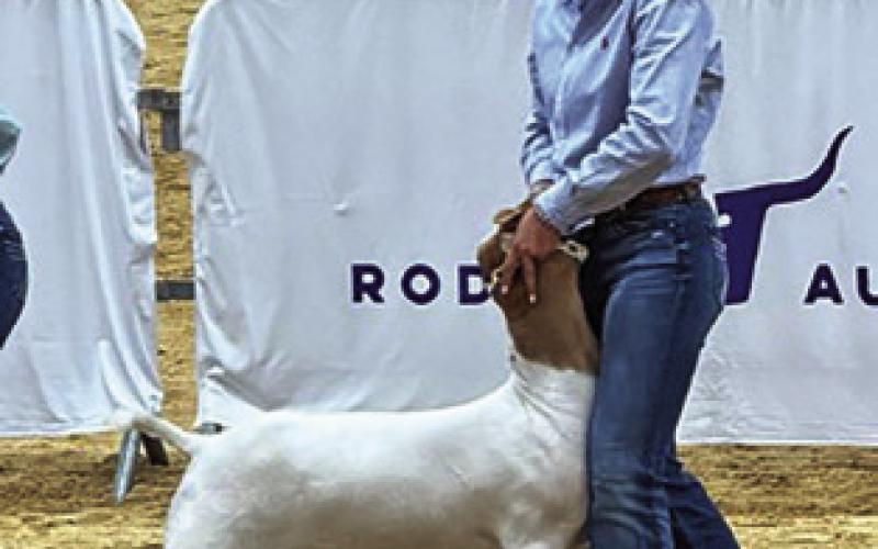 KYLIE VOGLER, CALDWELL FFA, showed in the Commercial Doe class at SALE and placed eighth in the Market Goat class at Rodeo Austin. Photo courtesy of Abigail Wolski