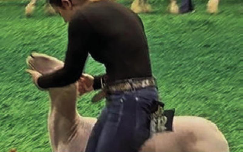 EMORY VOLLENTINE EXHIBITED her market lamb at SALE, HLSR and Rodeo Austin. Photo courtesy of Abigail Wolski