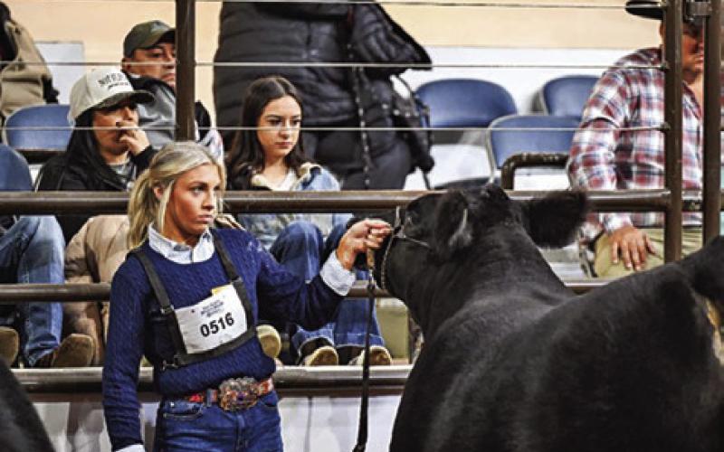 MADDY FAUST OF CALDWELL FFA showed her market steer at the FWSSR and Rodeo Austin. Photo courtesy of Abigail Wolski