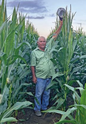 BARNEY HOMEYER STANDS in this tall corn at his farm off State Highway 21 East in Caldwell. It has been a good year for the corn crop.