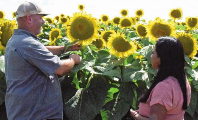 JAY WILDER SHOWS Caldwell resident Andrea Romero the sunflower head. The seeds of the sunflower head will be used in H-E-B store brand bird seed. -- Tribune photo by Lani Pieper