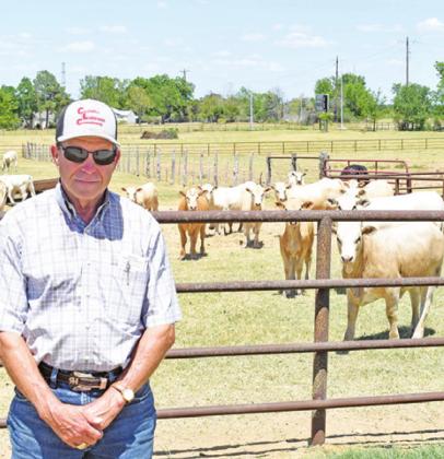 Carl Herrmann StandS next to the cattle on monday, July 25, at the Caldwell livestock Commission. -- tribune photo by roy Sanders