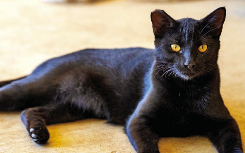 CATS SPENDING MORE TIME indoors during the winter can increase toxoplasmosis threat to humans. Photo courtesy of Michael Miller/Texas A&amp;amp;M AgriLife
