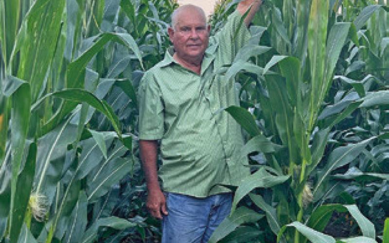 BARNEY HOMEYER STANDS in this tall corn at his farm off State Highway 21 East in Caldwell. It has been a good year for the corn crop.