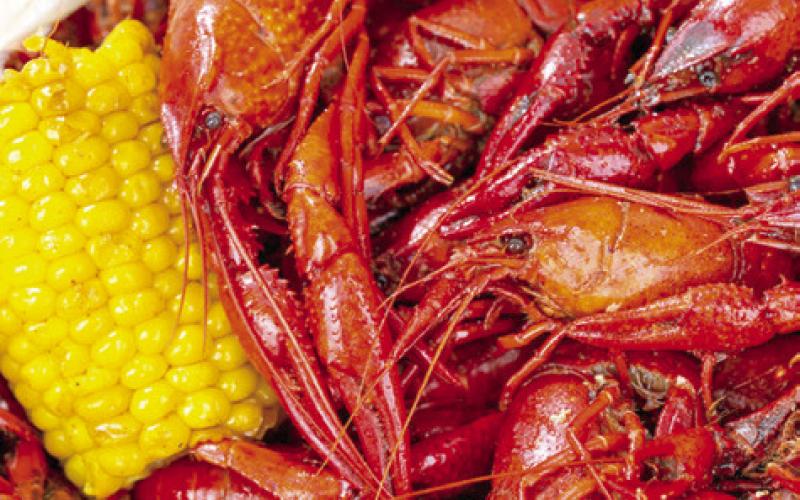 PRODUCERS AND CONSUMERS are feeling the brunt of a dismal crawfish season. Currently, consumers are paying an additional $3-$5 more per pound when the freshwater crustaceans are even available. -- Michael Miller/Texas A&amp;amp;M AgriLife