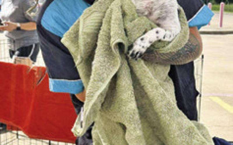 THIS DOG WAS getting a towel drying at Saturday’s dog wash event to support Haven Animal Rescue of Texas (HART).