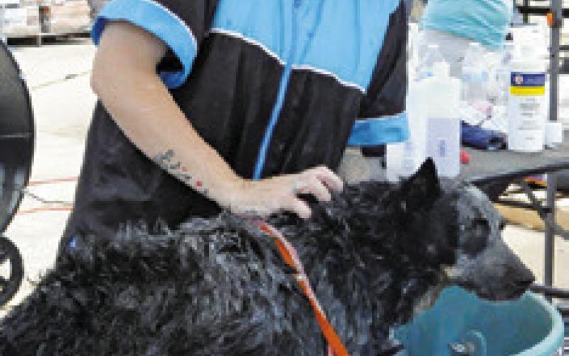 AT LEAST THE SHAMPOOERS were all smiles at Saturday’s dog wash event to support Haven Animal Rescue of Texas (HART). Tribune photo by Denise Squier