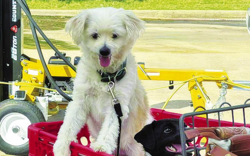 DOGS WERE EXCITEDLY waiting their turn to be run through the dog wash at Saturday’s Haven Animal Rescue of Texas (HART) event.