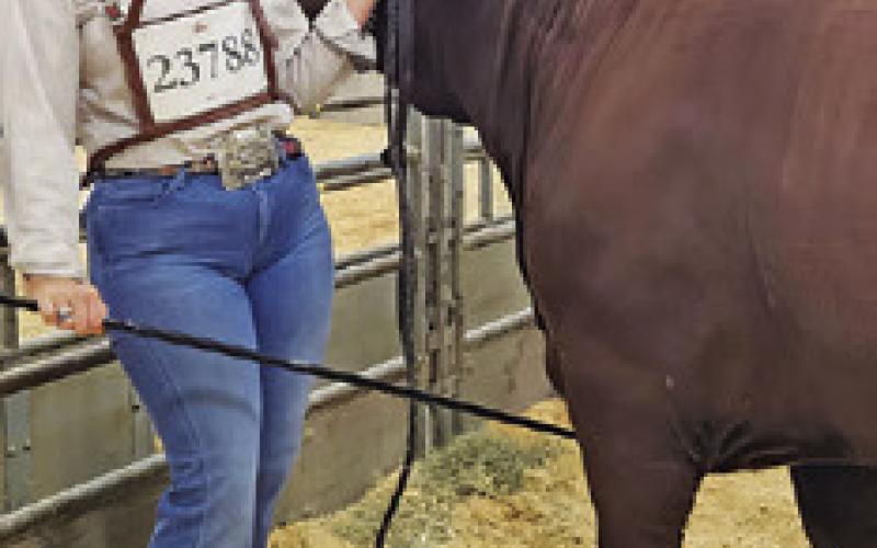 SOMERVILLE’S JALYNN Urbanosky exhibited her Santa Gertrudis heifer at the San Antonio Stock Show &amp;amp; Rodeo.