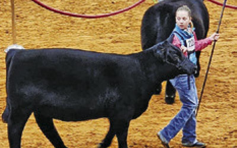 SOMERVILLE’S KENNEDY Howe is pictured leading her heifer around the arena at the San Antonio Stock Show &amp;amp; Rodeo.