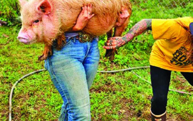 HORSES WERE NOT THE ONLY animals evacuated. Here, Caldwell resident Sabine Lazo helps transport a pig from flood-affected areas. Photo courtesy of Ash Turner
