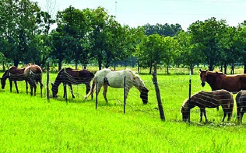 22 HORSES, ALONG WITH OTHER animals, were evacuated from a Georgetown area farm due to flooding from the San Gabriel River. Photo courtesy of MaKayla Peoples