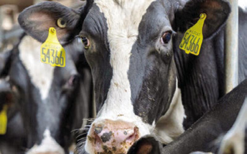 THE DAIRY industry is offsetting lower milk prices with higher calf prices. Photo courtesy of Michael Miller/ Texas A&amp;amp;M AgriLife