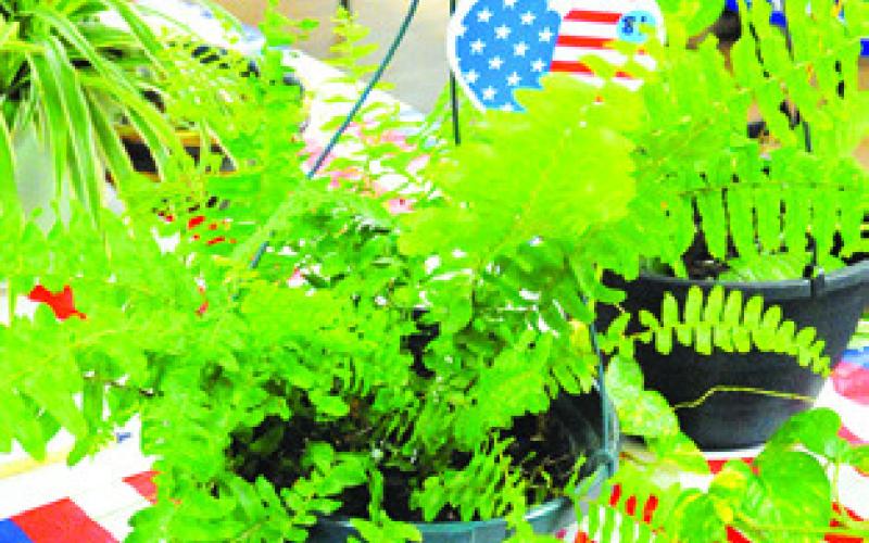 THIS PLANT WAS one of many silent auction items at the Hermann Sons Life-Deanville’s annual July 4 celebration. Tribune photo courtesy of Denise Squier