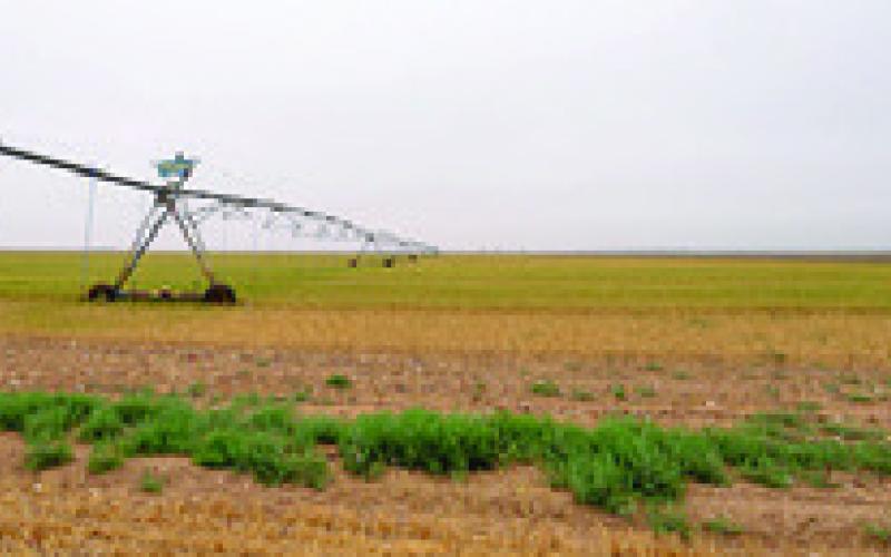 AN IRRIGATION PIVOT is pictured in a cotton field. Producers in many parts of the state continue to irrigate and hope for rain while producers in other parts of Texas have faced challenges related to excessive moisture. But overall, most areas of the state have received some relief from rain over the past 90 days. Photo courtesy of Hannah Harrison and Michael Miller/Texas A&amp;amp;M AgriLife