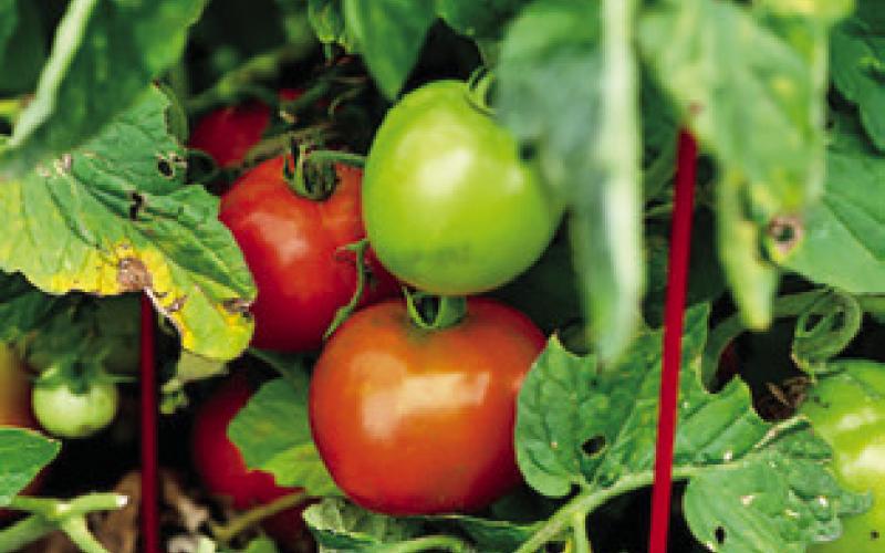 ANY TOMATO THAT has reached the breaker stage is considered vine ripened and can be picked. -- Laura McKenzie/Texas A&amp;amp;M AgriLife