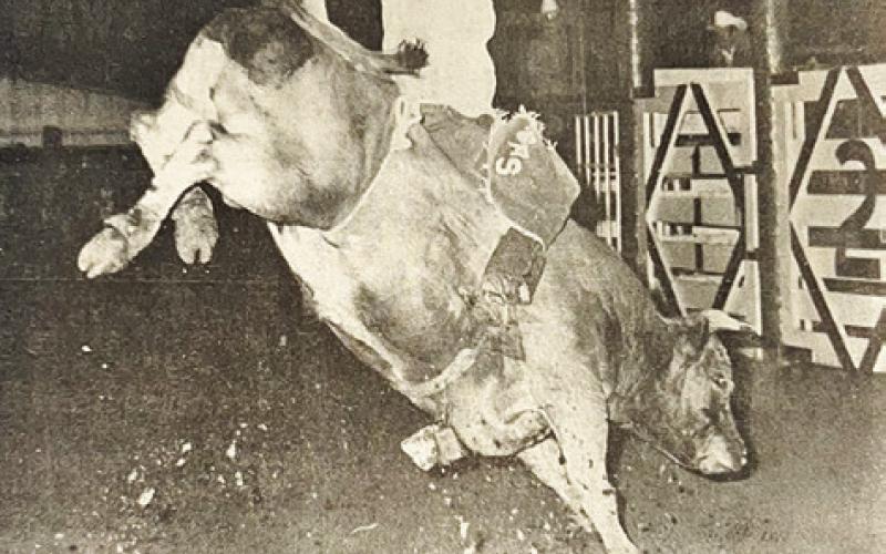 BENNIE RAY SEBESTA WON THE bull riding at one of the rodeos hosted at the Snook Rodeo Arena in 1976 and also had his picture printed in the Burleson County Citizen-Tribune.