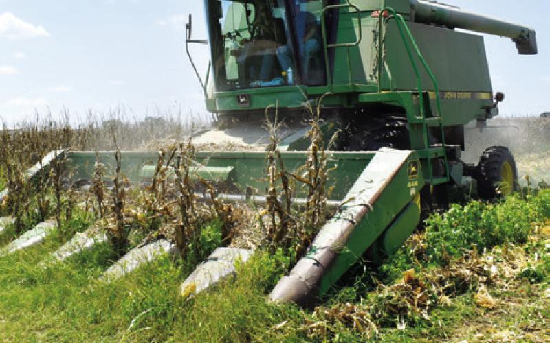 DENNIS HOMEYER HARVESTS THIS corn off State Highway 21 East near Caldwell. Corn farmers are now well underway with this year’s harvest. Farmers say growing conditions were good, and the crop looks healthy.