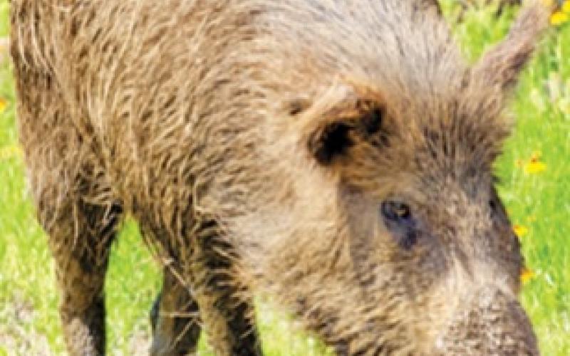 City experiencing yards damaged from wild pigs