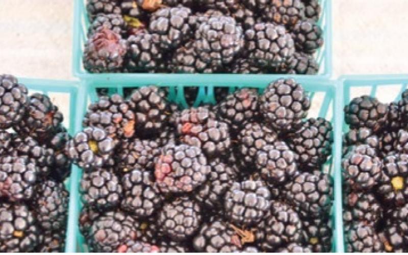 Blackberries, blueberries, other fruits contribute to agriculture