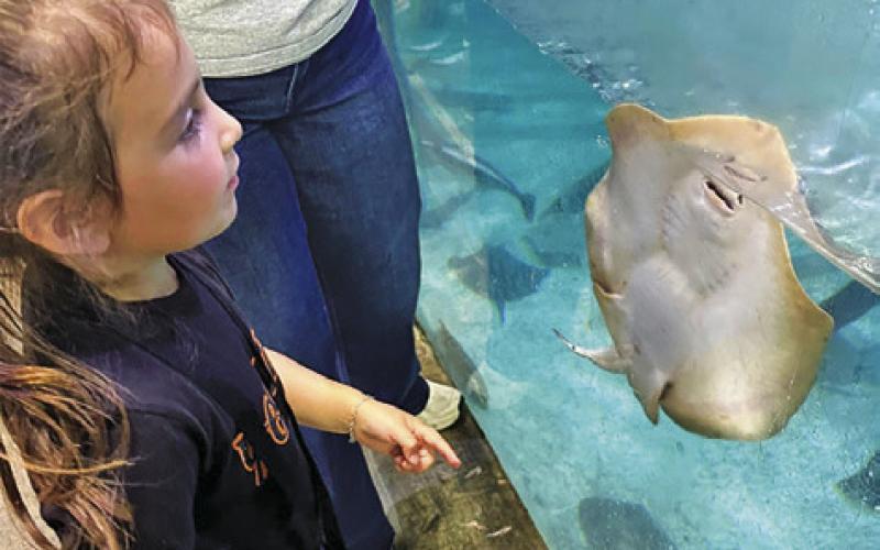 SOMERVILLE PRE-K STUDENTS visited the Houston Interactive Aquarium and Animal Preserve last week.