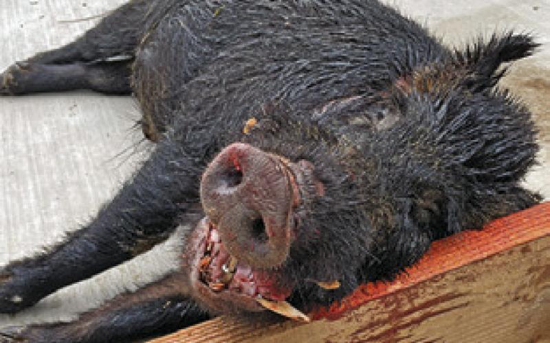 PICTURED IS THE hog that aggressively attacked Wes Kauder off F.M. 2000 after it was shot and killed 10 days later.