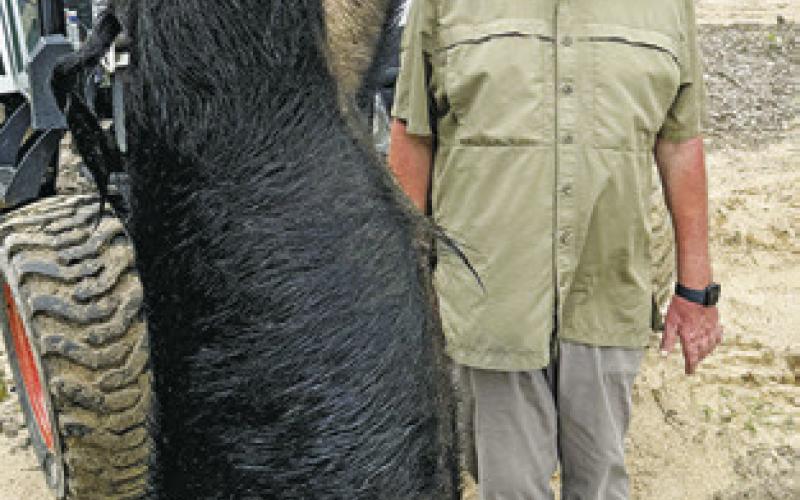 ERIC PAYONK trapped and killed this hog 10 days after the same hog attacked Wes Kauder.