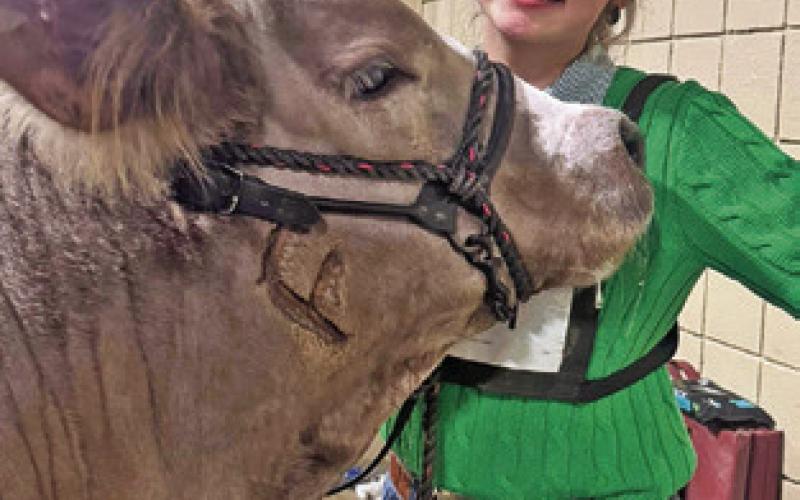 RALEIGH USSERY OF BURLESON COUNTY 4-H placed 7th in American Steers at the FWSSR, making an auction spot. Photo courtesy of Megan Rogers