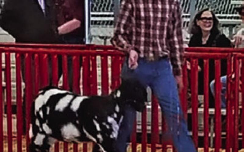 WYATT CANTERBERRY, CALDWELL FFA, showed in the Commercial Doe and Jr. Registered Boer Show at SALE. Photo courtesy of Abigail Wolski