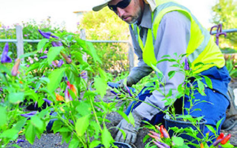 A PERSON lays out potted plants in preparation for planting. Also referred to as the “green industry,” the ornamental horticulture industry in Texas encompasses diverse sectors ranging from farm and garden equipment wholesalers and landscaping services to turfgrass and nursery/greenhouse production. Photo courtesy of Michael Miller/ Texas A&amp;amp;M AgriLife