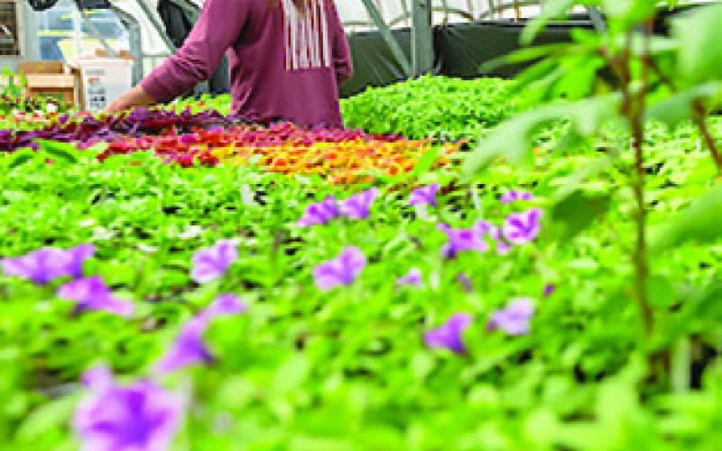 A PERSON walks through a greenhouse full of plants. Texas ornamental horticulture remains a national leader with positive prospects for both industry producers and consumers. Photo courtesy of Michael Miller/ Texas A&amp;amp;M AgriLife