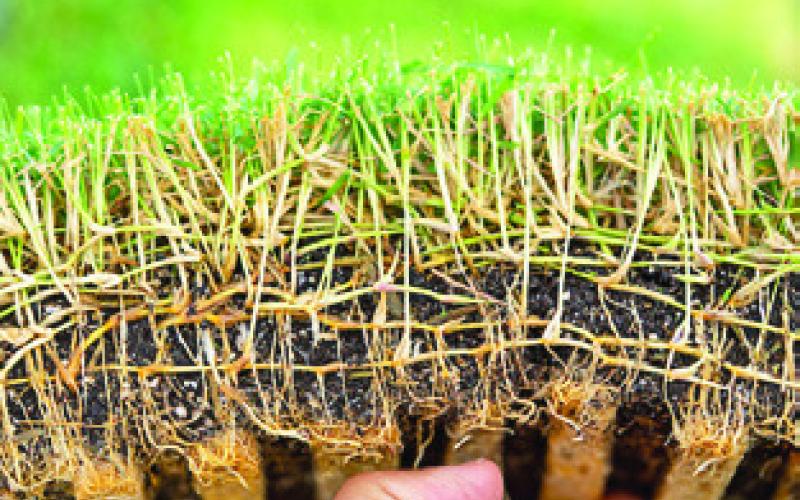 A HAND holds a piece of turfgrass sod with the root system visible. Photo courtesy of Michael Miller/ Texas A&amp;amp;M AgriLife