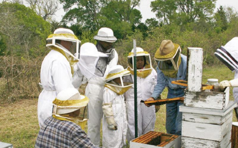 SAFELY HANDLING BEES can help lower your property taxes as well as being a fun family activity which could provide honey for your table.