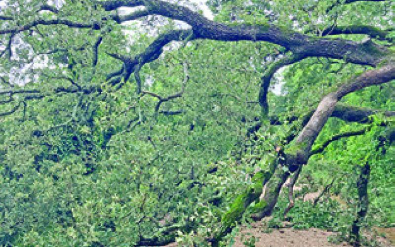 THE RAIN FROM the recent storm caused this tree to fall across County Road 335. Photo courtesy of Burleson County Precinct 3