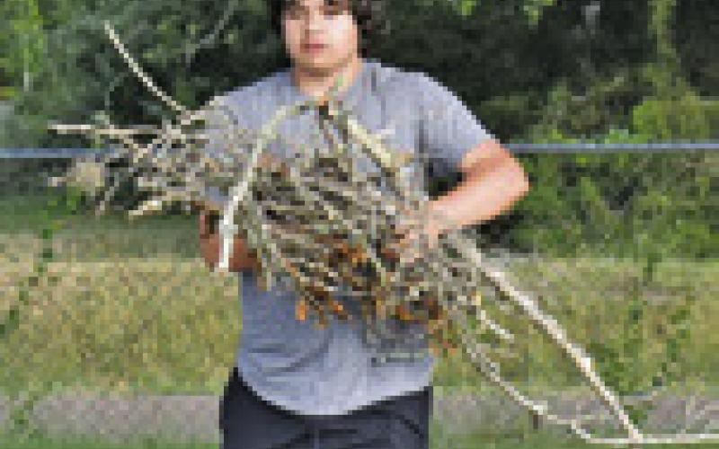 HUNTER TUCK of Somerville High School carries these branches during the Saturday cleanup at Oaklawn Cemetery.