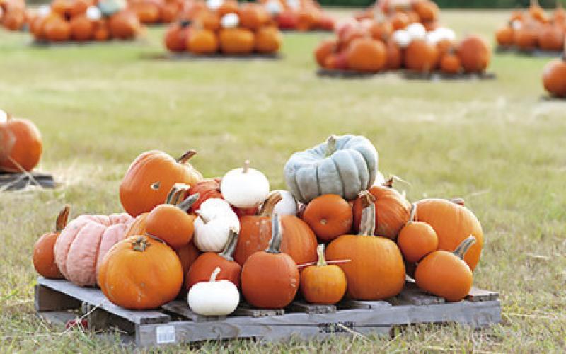 THE TEXAS PUMPKIN crop has a higher quality than last year, thanks to more favorable conditions. Photo courtesy of Laura McKenzie/Texas A&amp;amp;M AgriLife