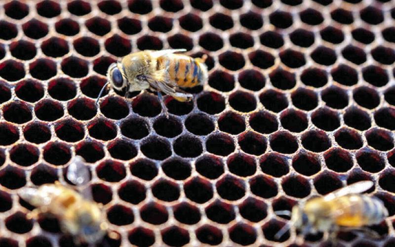 A TEXAS A&amp;amp;M AgriLife Extension Service webinar on Aug. 29 will explore the reasons behind honey bee declines in Texas and around the nation. Photo courtesy of Michael Miller/Texas A&amp;amp;M AgriLife