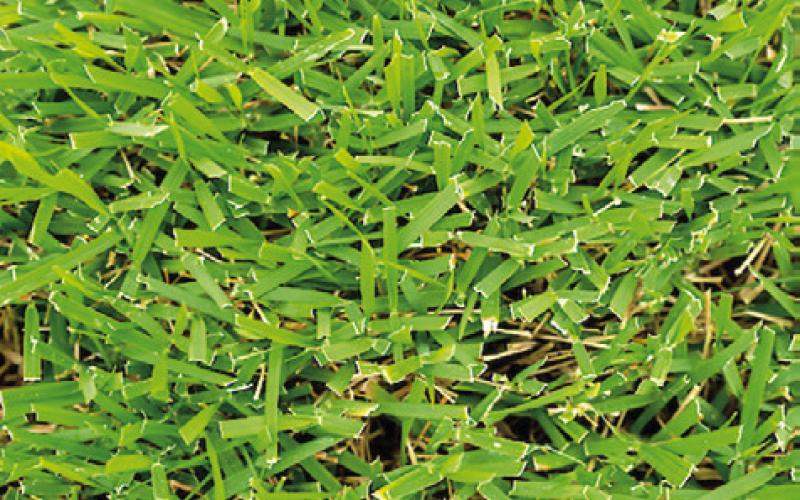 WATERMYYARD will notify you when you should water your lawn. The app uses a network of weather stations to calculate local evapotranspiration rates and your lawn’s water needs. Photos courtesy of Laura McKenzie; Michael Miller/Texas A&amp;amp;M AgriLife)