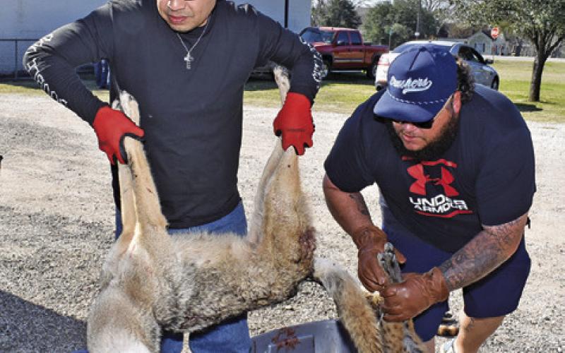 VARMINTS ARE BROUGHT in on Sunday morning for the weigh in at the Deanville Volunteer Fire Department. Tribune photo by Roy Sanders