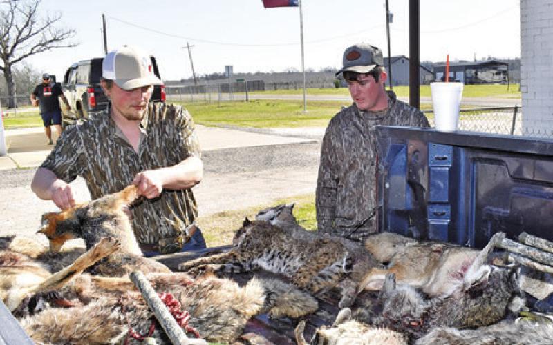 VARMINT CARCASSES ARE sorted on Sunday, March 2, at the Deanville Volunteer Fire Department Station. Tribune photo by Roy Sanders