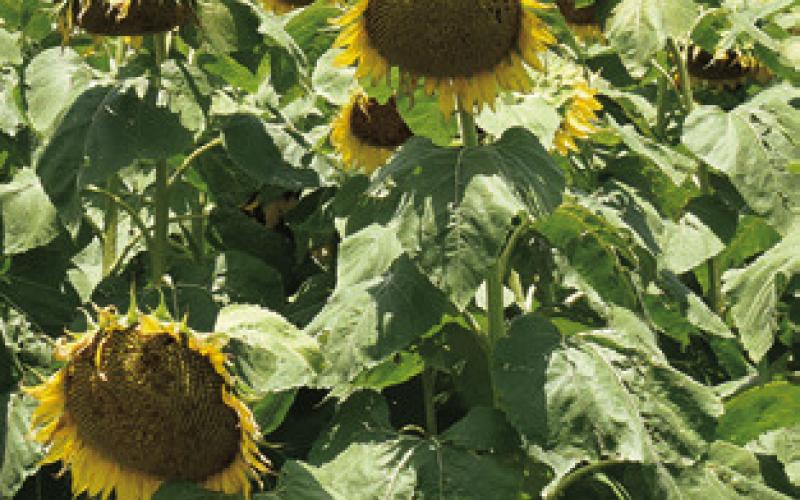 THESE SUNFLOWERS grown by the Wilder family are in bloom off F.M. 50 near F.M. 1361. See another photo inside.