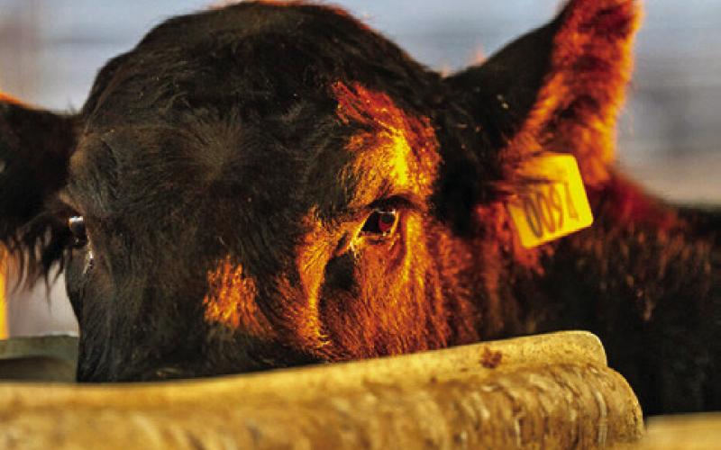 THE TEXAS A&amp;amp;M VETERINARY MEDICAL Diagnostic Laboratory is the only laboratory in Texas authorized to perform testing on any livestock destined for export. Photo courtesy of Michael Miller/Texas A&amp;amp;M AgriLife