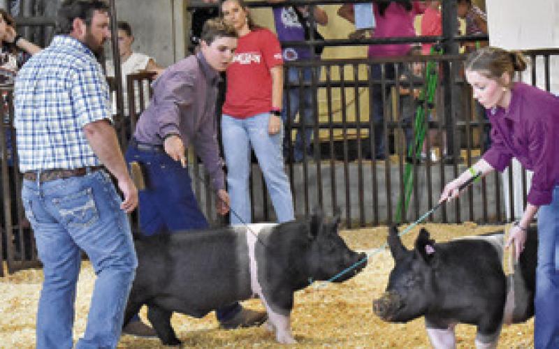 JUDGE CORY RAINES looks over these entries in the swing judging on Friday, Sept. 27, at the Burleson County Fair. Tribune photo by Roy Sanders