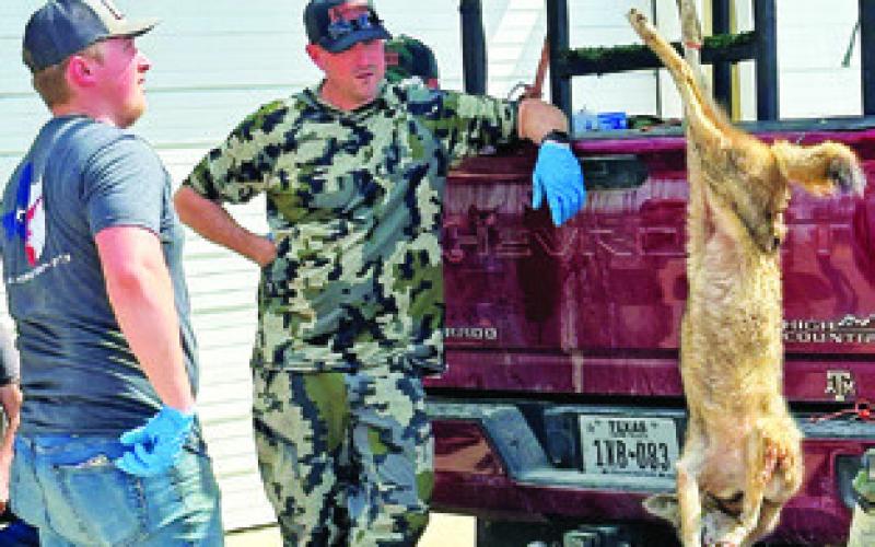 JEFF BALDWIN, right, works at the weigh-in on Sunday at the Deanville Fire Station. The varmint hunt was again successful.
