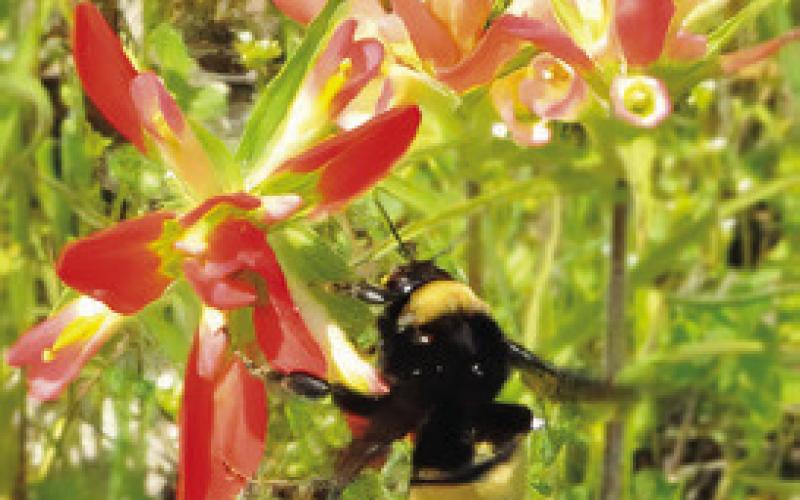 Wild about Wildflowers