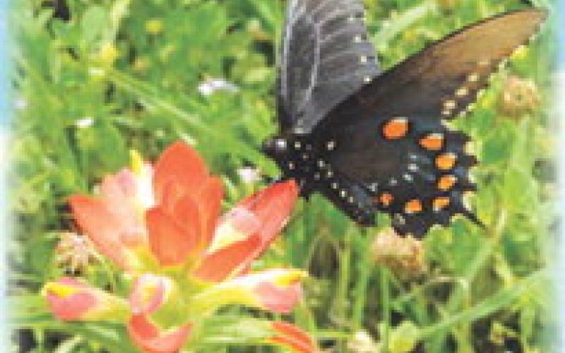 Humans are not the only residents in Burleson County wild about wildflowers. These pictures were taken along F.M. 2000 in Hix. -- Tribune photos by Denise Squier