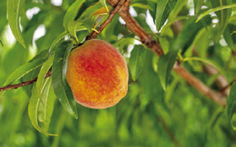 PEACHES AND many other temperate fruits in Texas require cool winter conditions to grow into viable crops. Photo courtesy of Hannah Harrison/ Texas A&amp;amp;M AgriLife