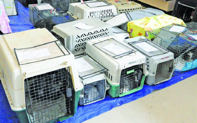 SEVERAL STRAY OR FERAL CATS await procedures at the Somerville spay/neuter clinic hosted by HART and Project SNIP of Burleson County. Tribune photo by Denise Squier